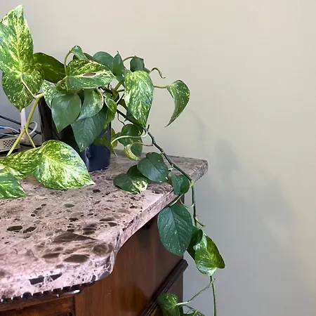 Medova Appartement *