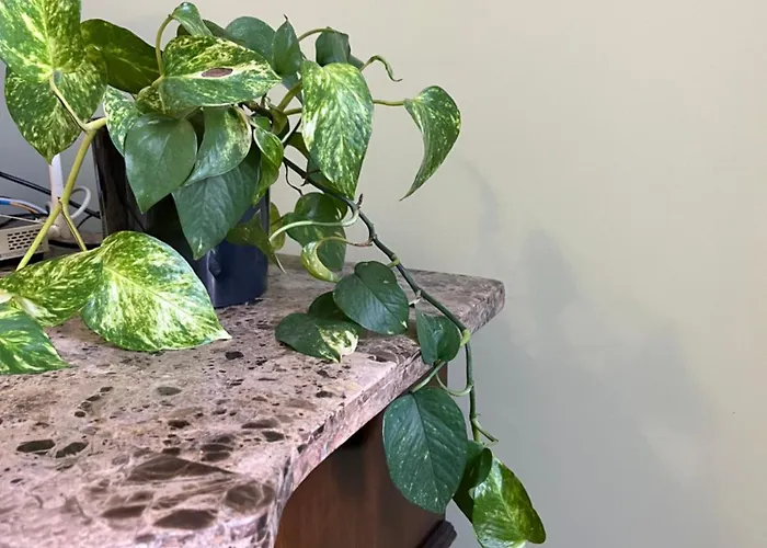 Medova Appartement *